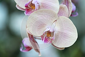 Orchid flosers