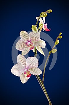 Orchid flower