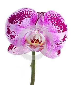 Orchid flower