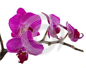 Orchid flower