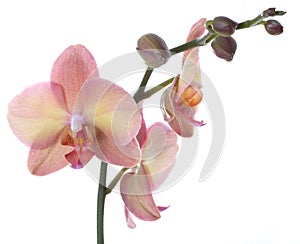 Orchid flower