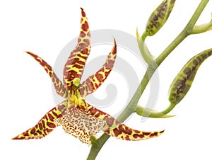 Orchid flower