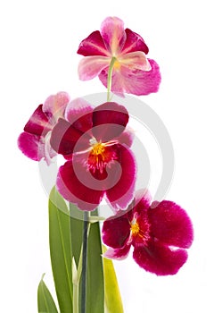 Orchid flower