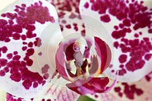 Orchid flower