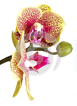 Orchid flower