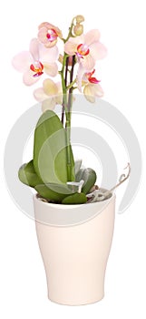 Orchid flower