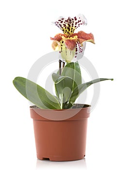 Orchid flower