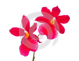 Orchid flower