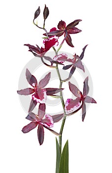 Orchid flower