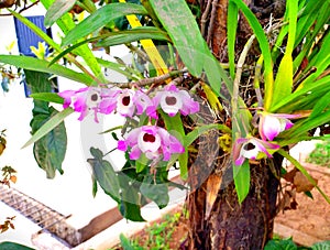 Orchid flower