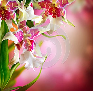 Orchid Flower photo