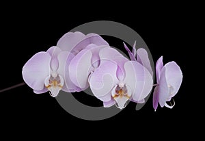 Orchid flower