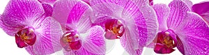 Orchid flower