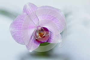 Orchid flower.