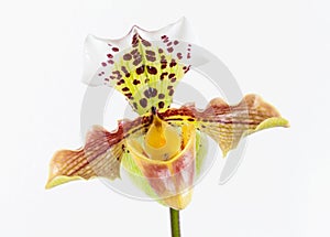 Orchid flower