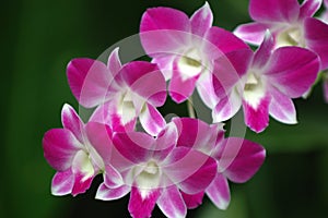 Orchidea fiore 