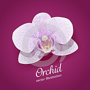 Orchid flower