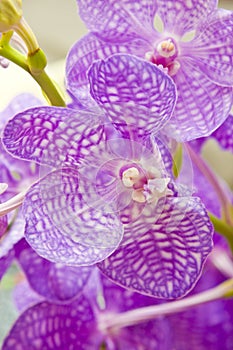 Orchid Flower