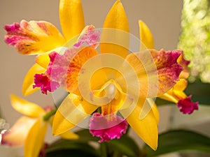 Orchid Flower