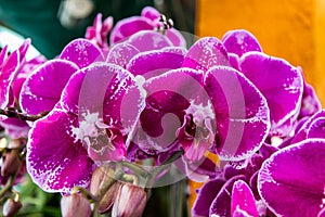 Orchid flower