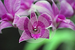 Orchid flower