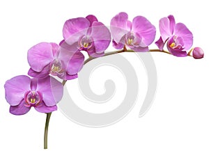 Orquídea flor 