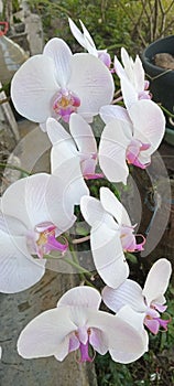 orchid flower (beauty and beauty that become one)