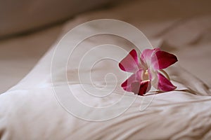 Orchid flower on bed