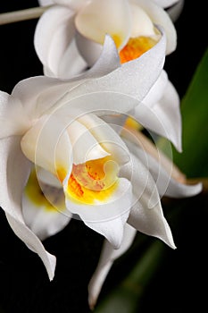 Orchid flower on black (Coelogyne mooreana)