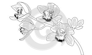 Orchid flower, black and white illustration