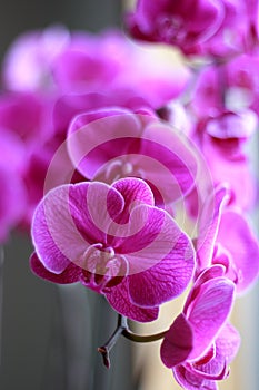 Orchid flower in blooming