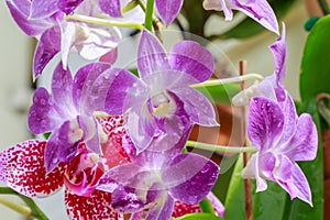 Orchid Flower Blooms