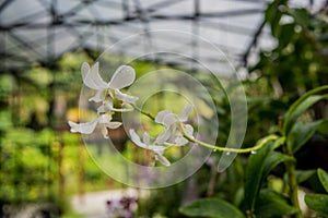 Orchid flower blossom