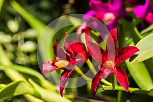 Orchid flower,Cattleya red orchid flower.