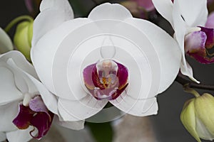 Orchid flower.