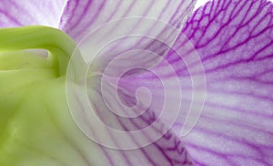 Orchid flower closeup