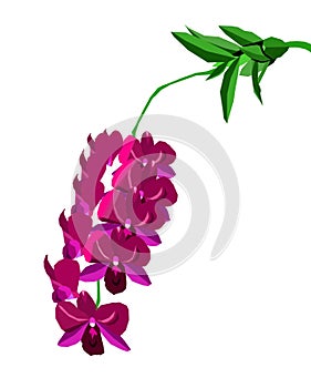 Orchid flower cluster, pop art