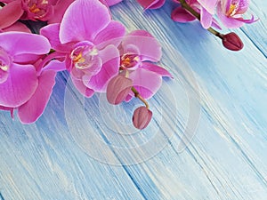 Orchid flower on colored wooden fragility frame decoration