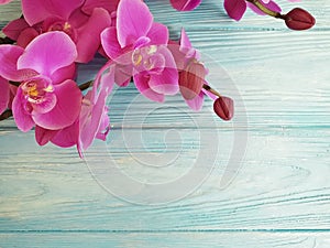 orchid flower on colored wooden frame