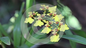 Orchid flower colorful yellow oncidium sphacelatum hanging on tree in nature garden