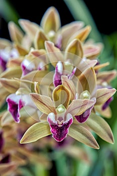 Orchid flower Cymbidium devonianum \'Berry\' photo