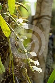 Orchid flower (Dendrobium polyanthum) in summer season