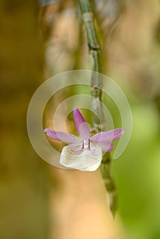 Orchid flower (Dendrobium polyanthum) in summer season