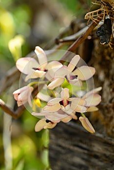 Orchid flower (Dendrobium pulchellum) in summer