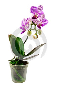 Orchid flower in flowerpot