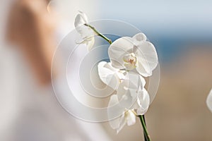 Orchid flower in front of the bride in a white dress