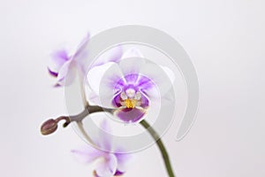 Orchid flower