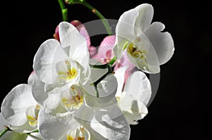 Of an orchid flower in full bloom