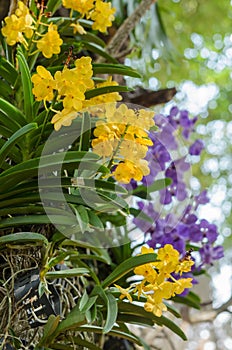 Orchid flower in gardan park