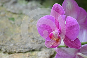 Orchid flower in the garden